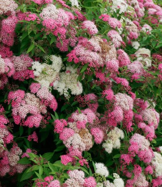 Spiraea japonica 'Genpei'  2 lit